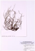 藏品(亞洲沙菜)的圖片